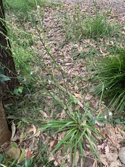 Arthropodium milleflorum