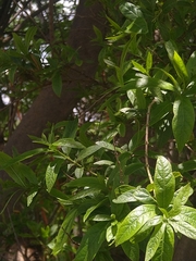 Combretum erythrophyllum