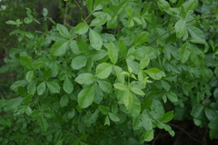 Searsia burchellii