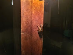 Polypedates leucomystax