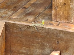 Draco