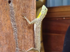 Draco