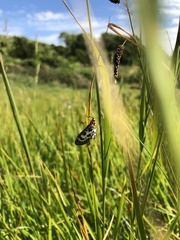 Anania hortulata