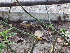 Varanus salvator bivittatus