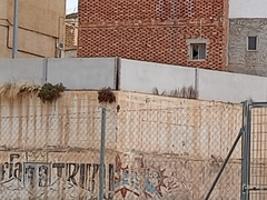 Phoenicurus ochruros