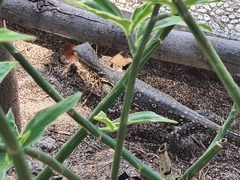 Varanus salvator bivittatus