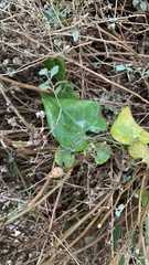 Aristolochia baetica