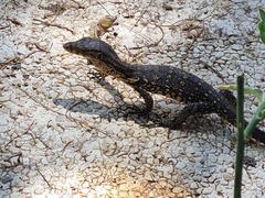 Varanus salvator bivittatus