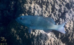 Plectropomus leopardus