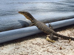 Varanus salvator bivittatus