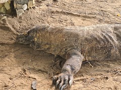 Varanus komodoensis