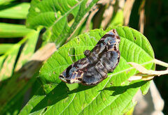 Pyrginae
