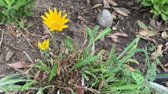 Gazania