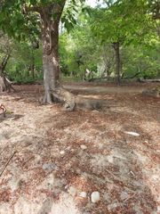 Varanus komodoensis