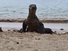 Varanus komodoensis