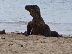Varanus komodoensis