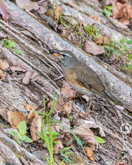 Turdus obscurus
