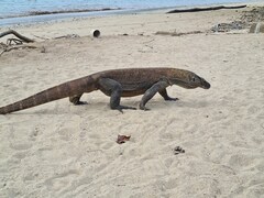Varanus komodoensis