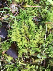 Thuidium