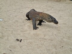 Varanus komodoensis