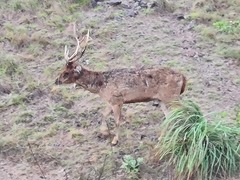 Rusa timorensis