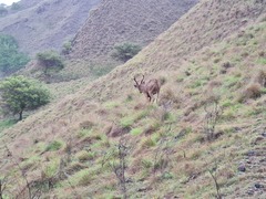 Rusa timorensis