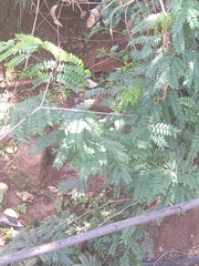 Vachellia robusta