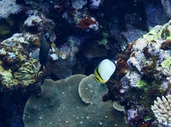 Chaetodon vagabundus