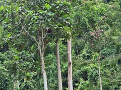 Pongo abelii