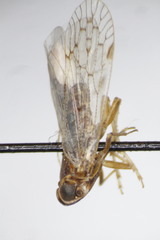 Cixiinae