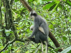 Presbytis thomasi