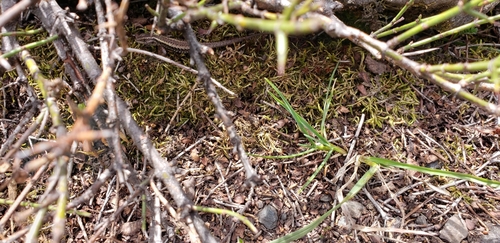 Liolaemus pictus argentinus