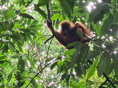 Pongo abelii