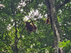 Pongo abelii