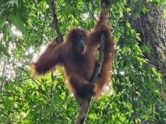 Pongo abelii