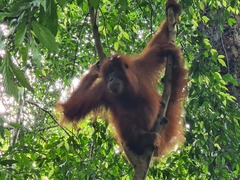 Pongo abelii