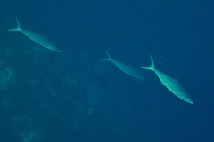 Elagatis bipinnulata