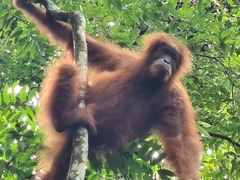 Pongo abelii