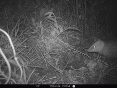 Didelphis pernigra