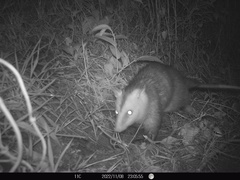 Didelphis pernigra