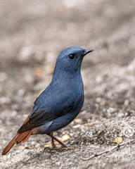 Phoenicurus fuliginosus