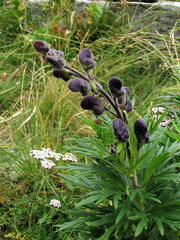 Aconitum burnatii
