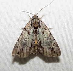 Catocala praeclara
