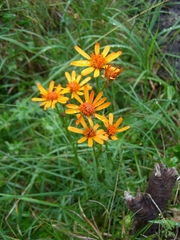 Jacobaea abrotanifolia