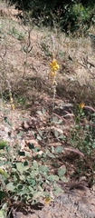 Crotalaria pallida