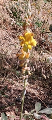 Crotalaria pallida