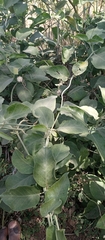 Leptadenia lanceolata