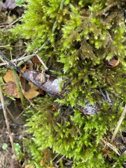 Homalothecium sericeum