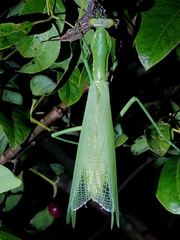 Hierodula tenuidentata