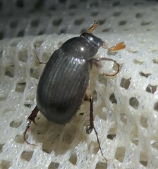 Maladera holosericea